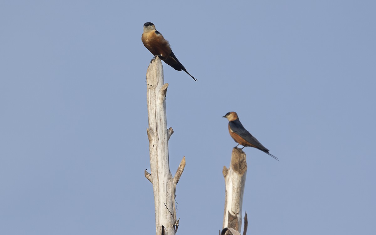 Mosque Swallow - ML642768681