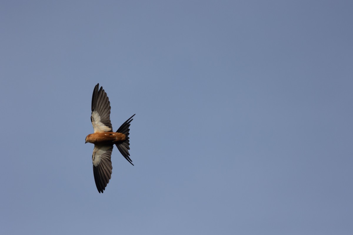 Mosque Swallow - ML642768683