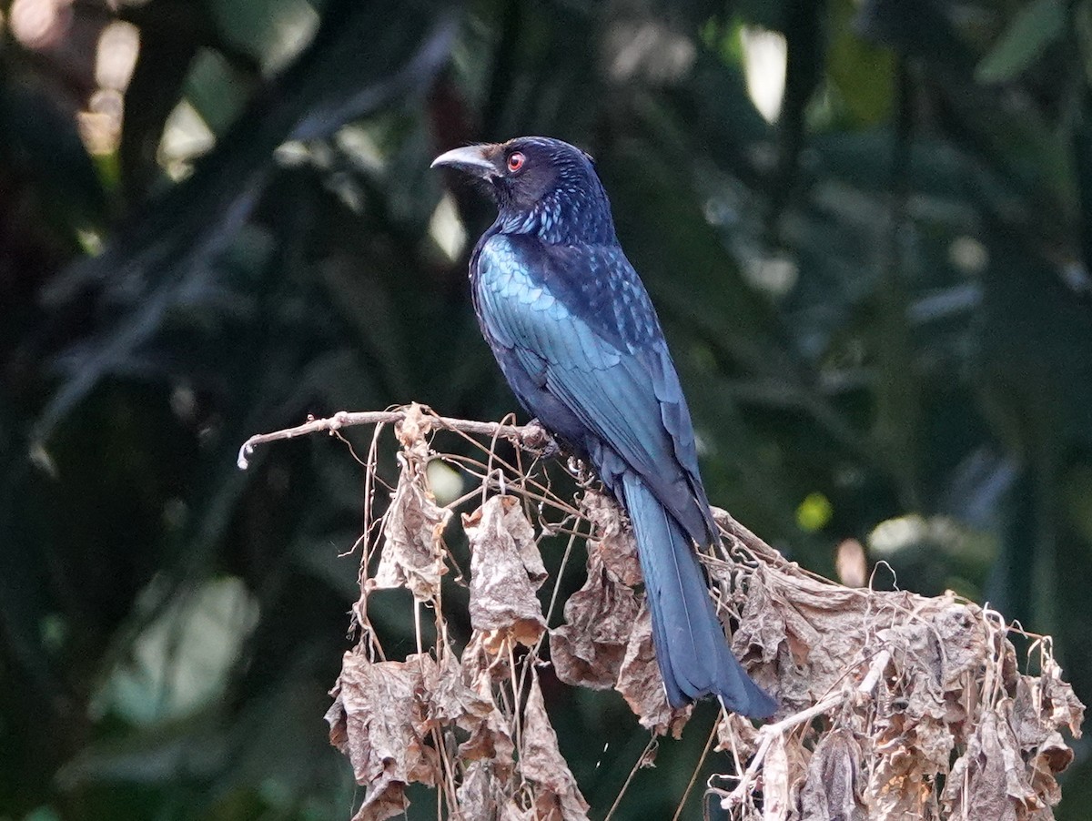 Spangled Drongo (Spangled) - ML642768719