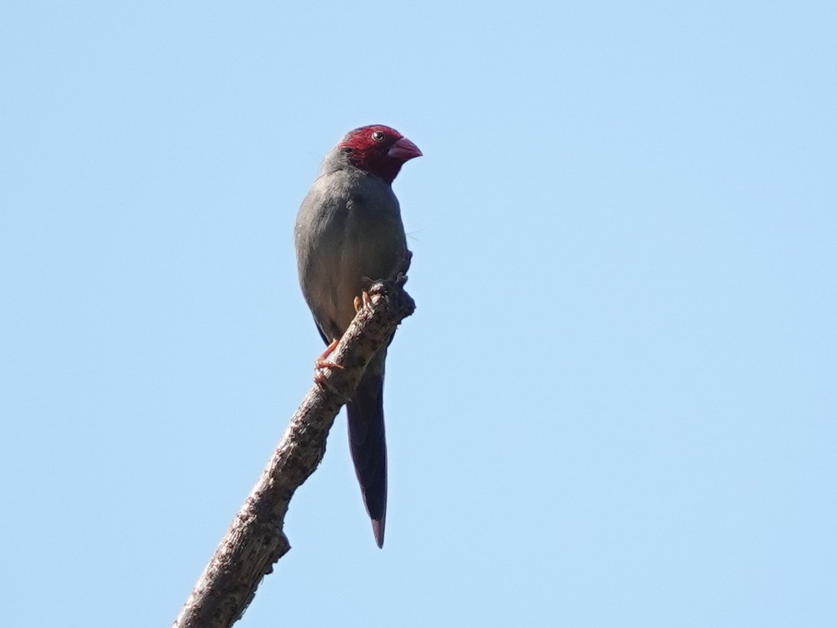 Crimson Finch (Black-bellied) - ML642768769