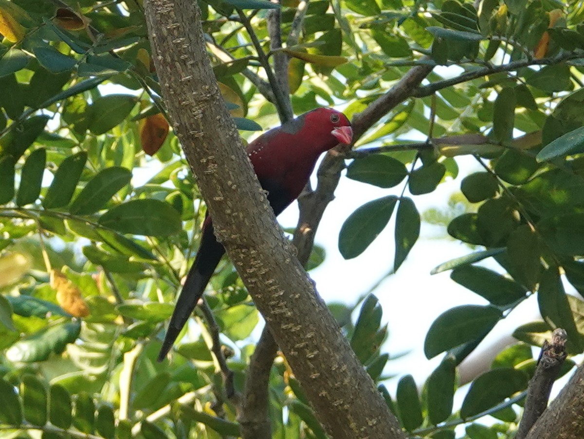 Crimson Finch (Black-bellied) - ML642768770