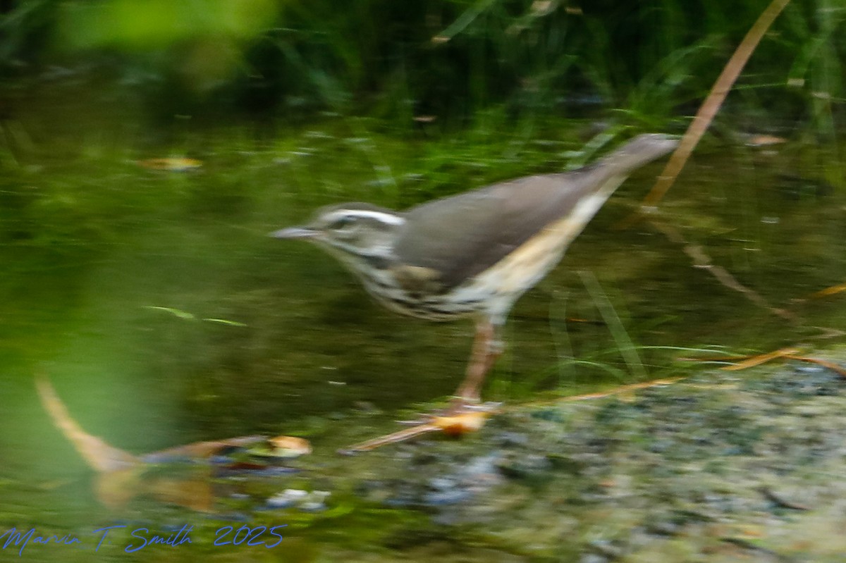 Louisiana/Northern Waterthrush - ML642768776