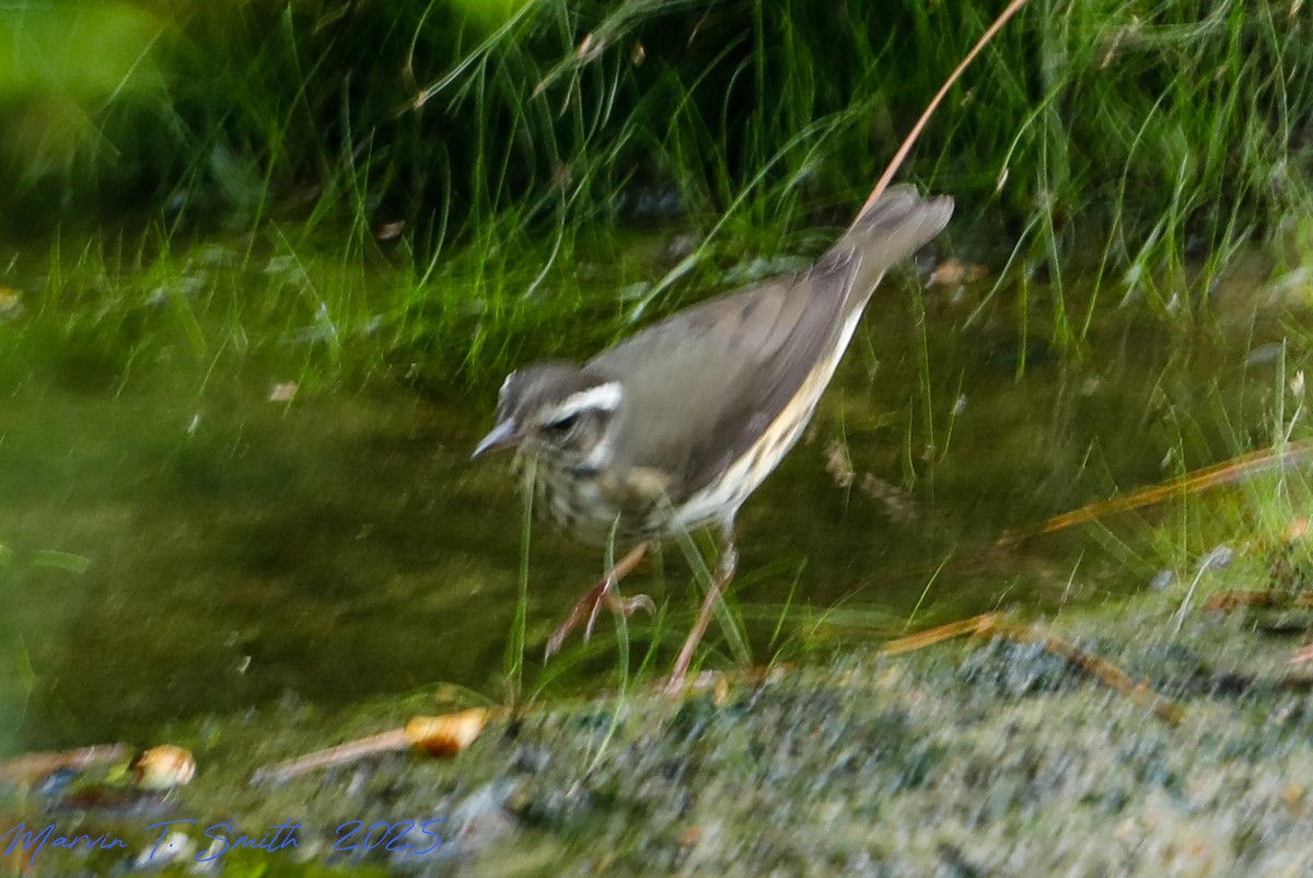 Louisiana/Northern Waterthrush - ML642768777