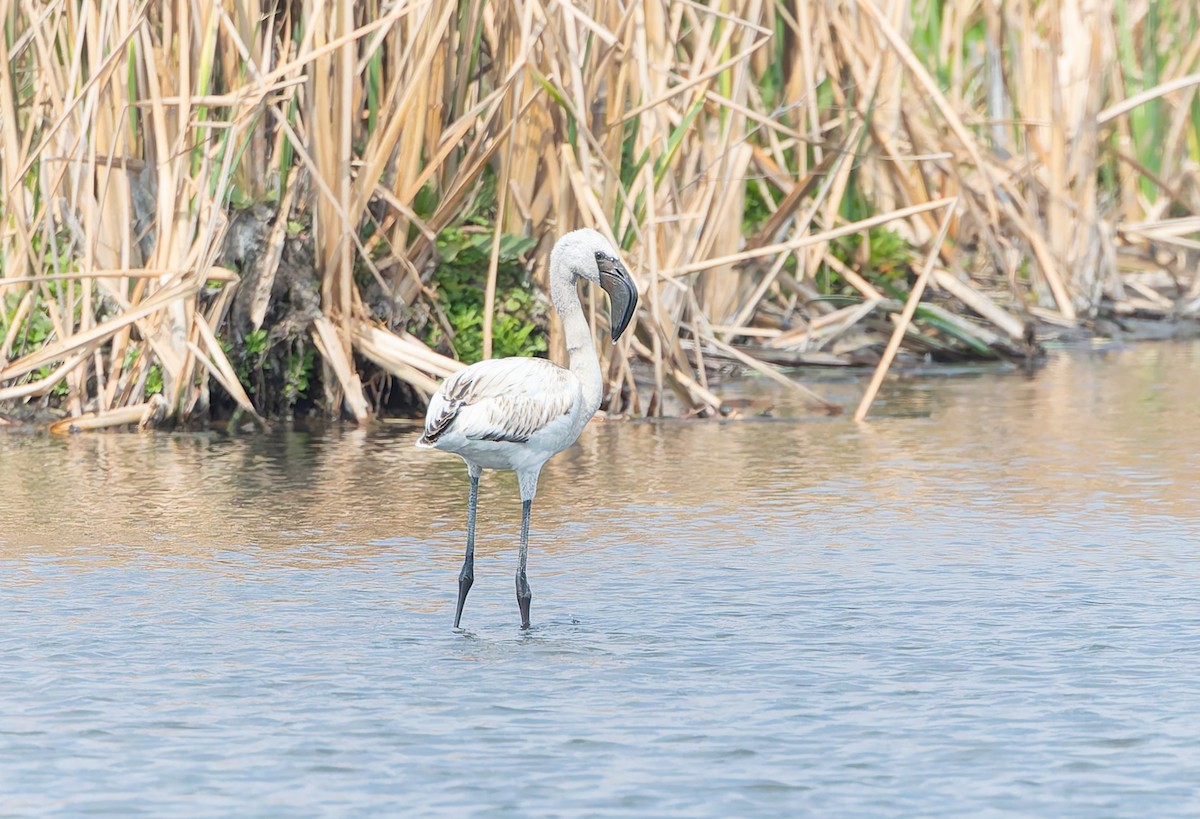Lesser Flamingo - ML642768792