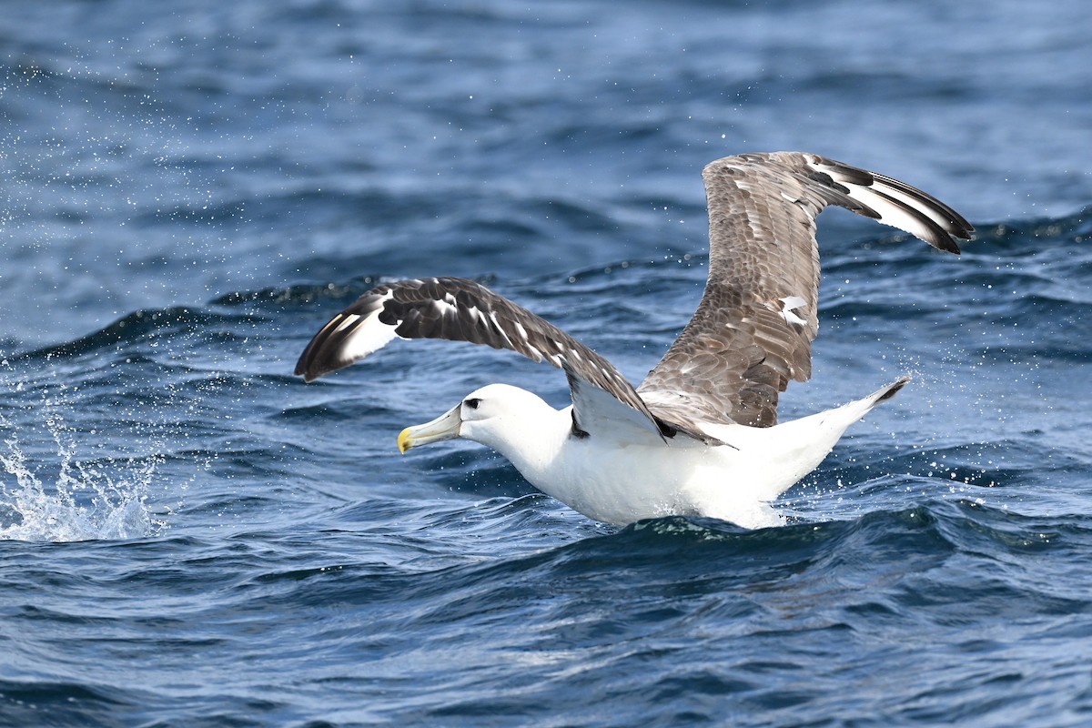 White-capped Albatross - ML642768800