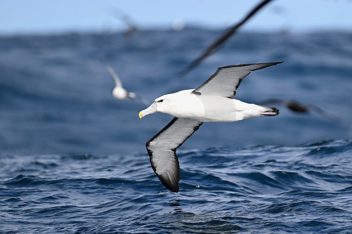 White-capped Albatross - ML642768801