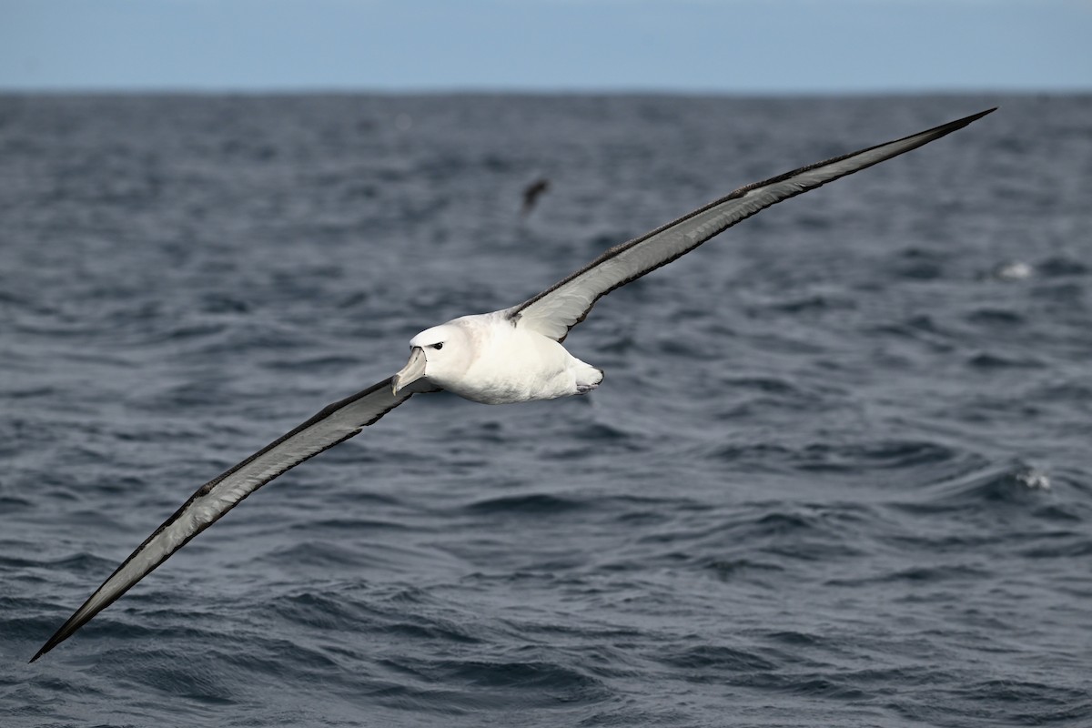 White-capped Albatross - ML642768804