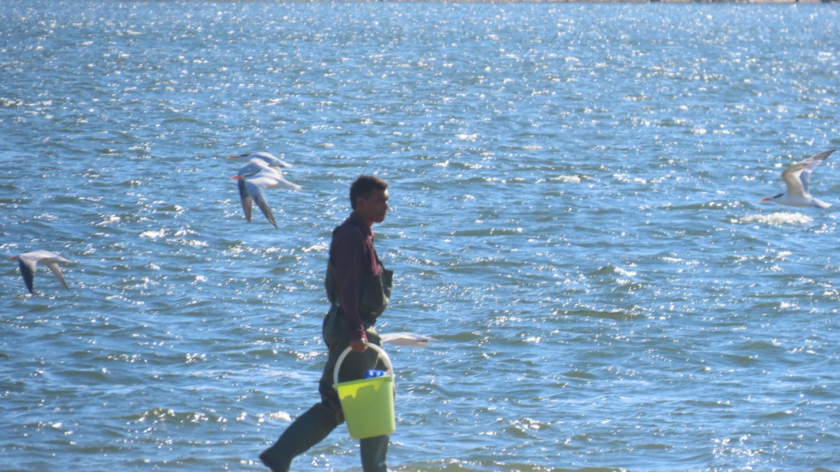 Royal Tern - ML642768805