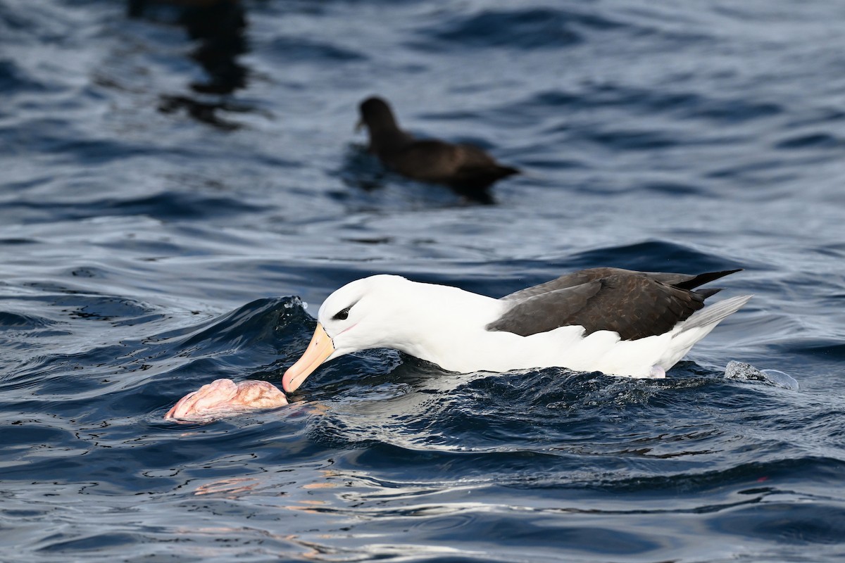 Black-browed Albatross (Black-browed) - ML642768815