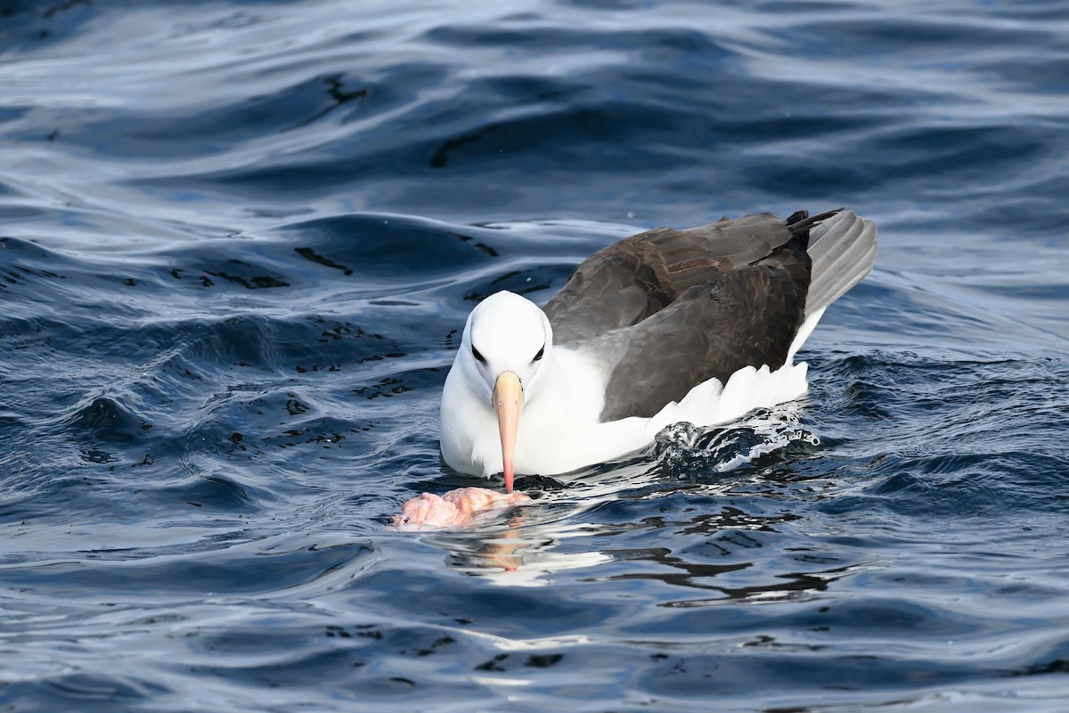 Black-browed Albatross (Black-browed) - ML642768816