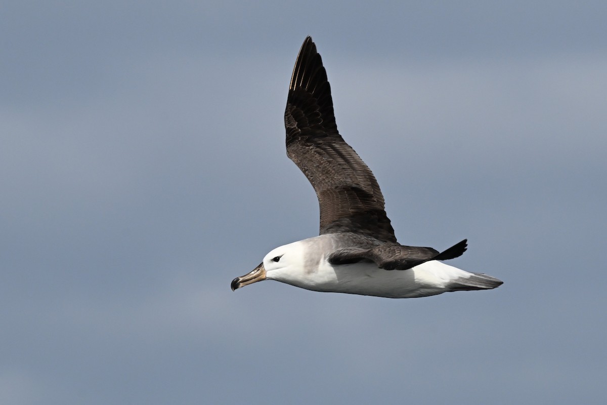 Black-browed Albatross (Black-browed) - ML642768817