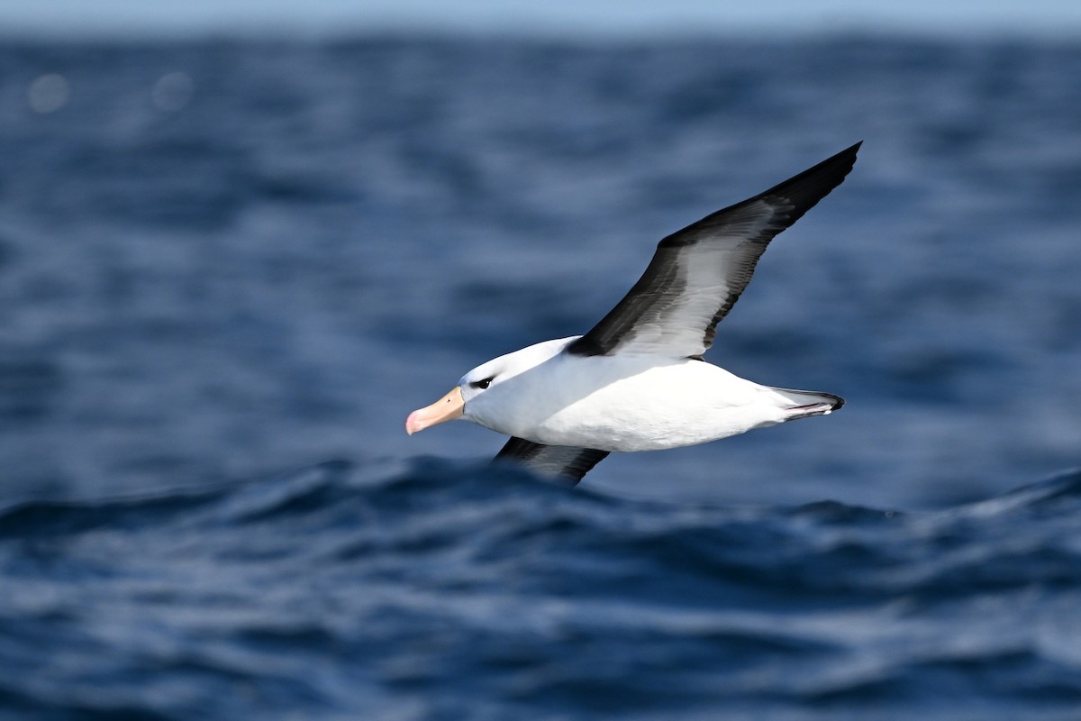 Black-browed Albatross (Black-browed) - ML642768818