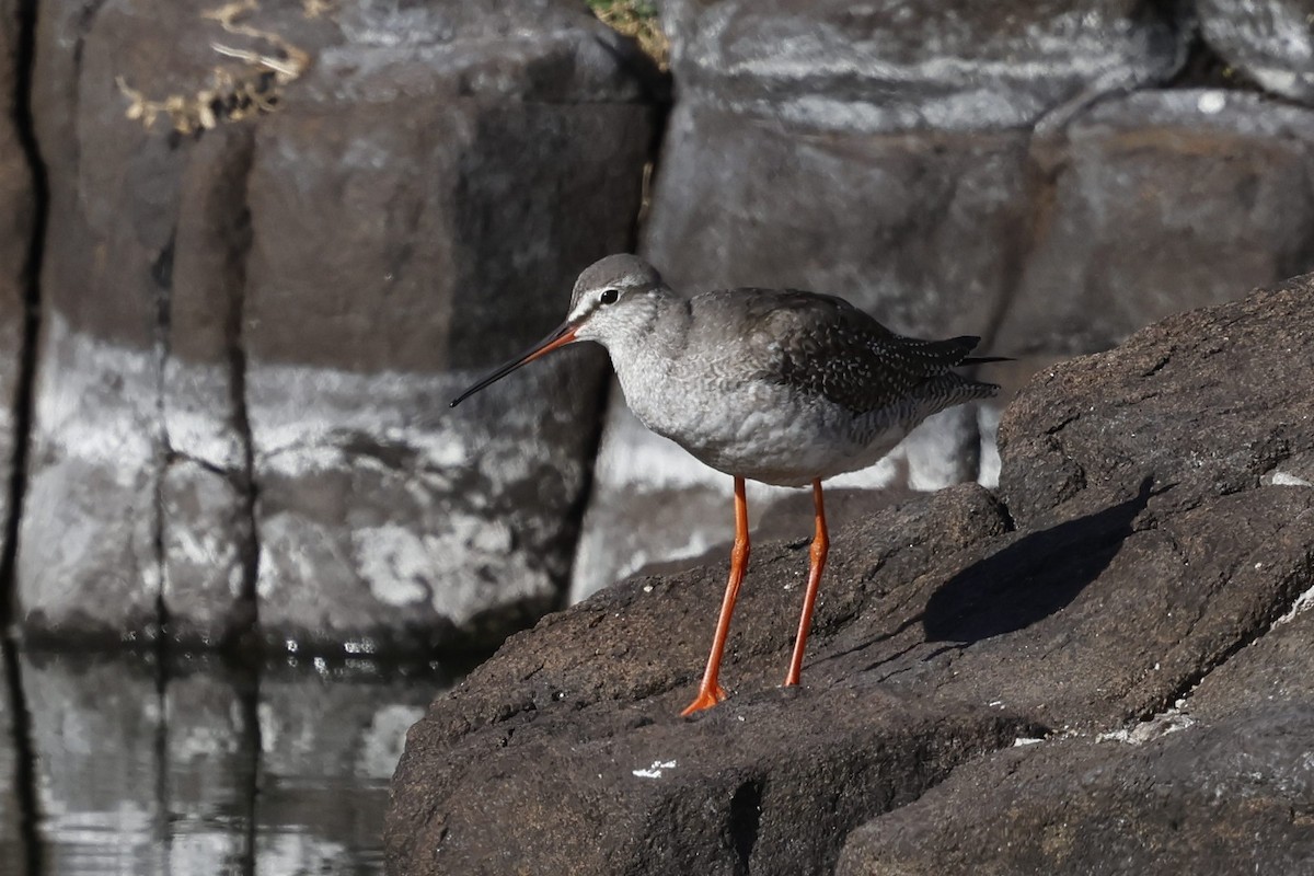 Spotted Redshank - ML642768820