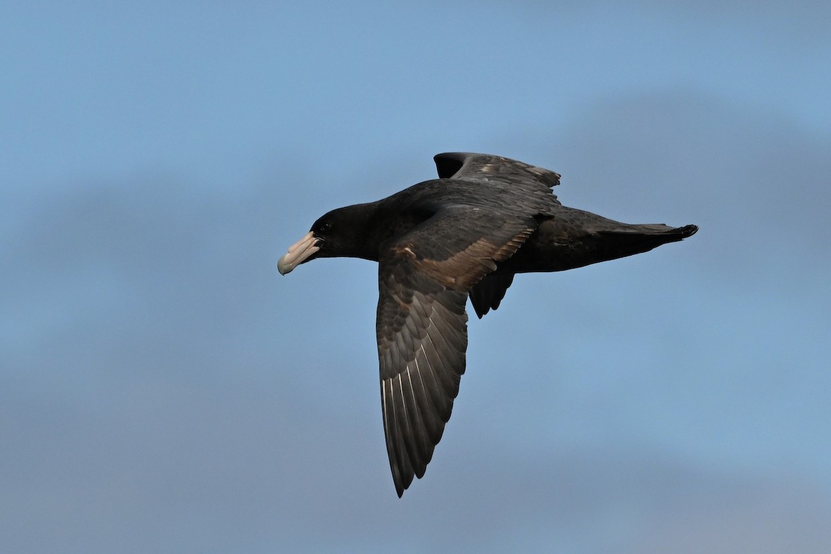 Southern Giant-Petrel - ML642768831