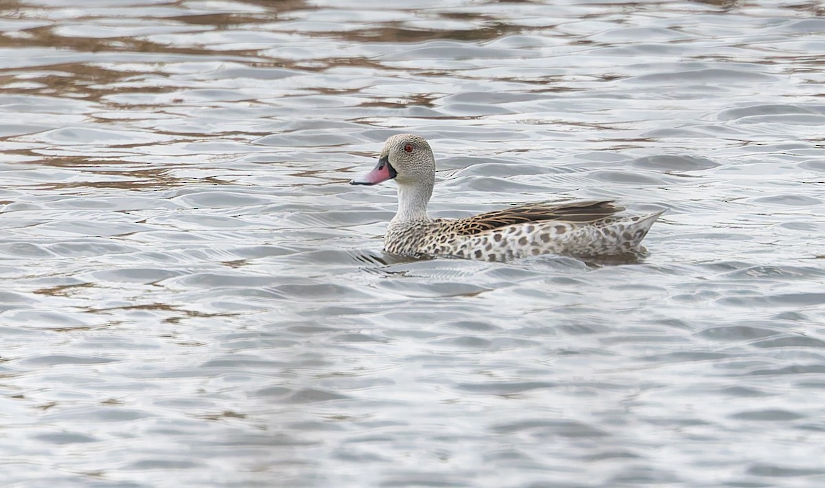 Cape Teal - ML642768834
