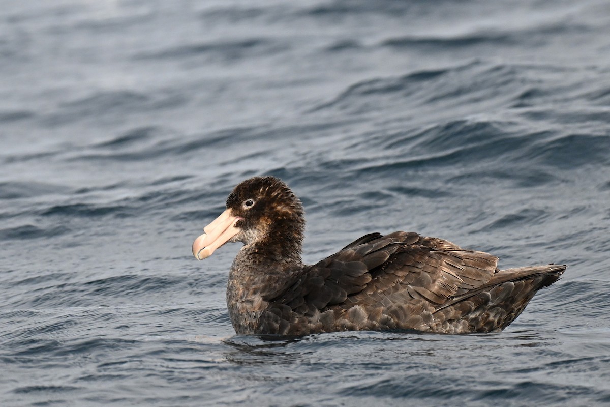 Northern Giant-Petrel - ML642768848