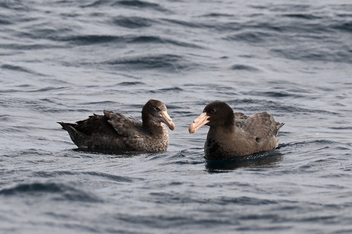Northern Giant-Petrel - ML642768849