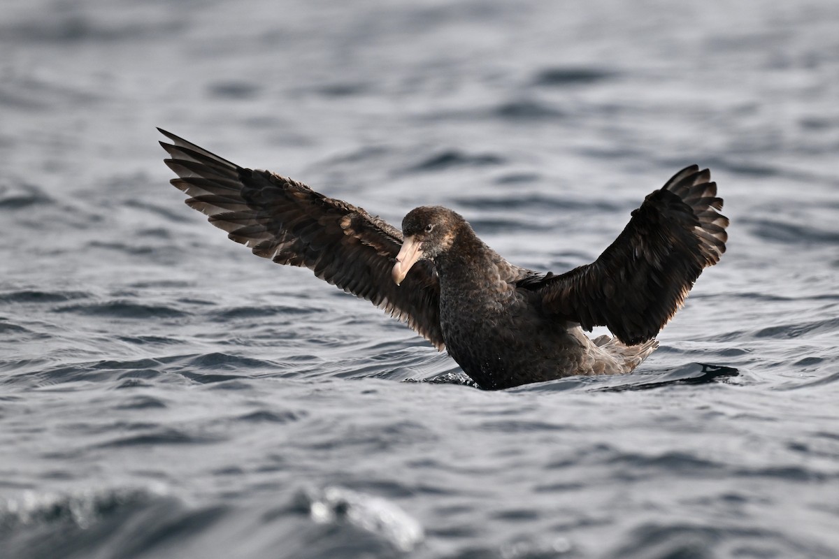 Northern Giant-Petrel - ML642768850