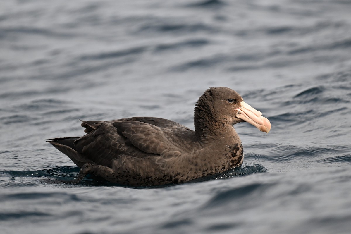 Northern Giant-Petrel - ML642768851