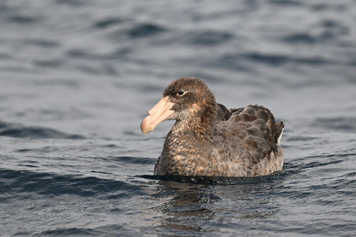 Northern Giant-Petrel - ML642768852