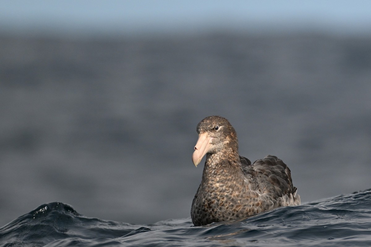 Northern Giant-Petrel - ML642768853