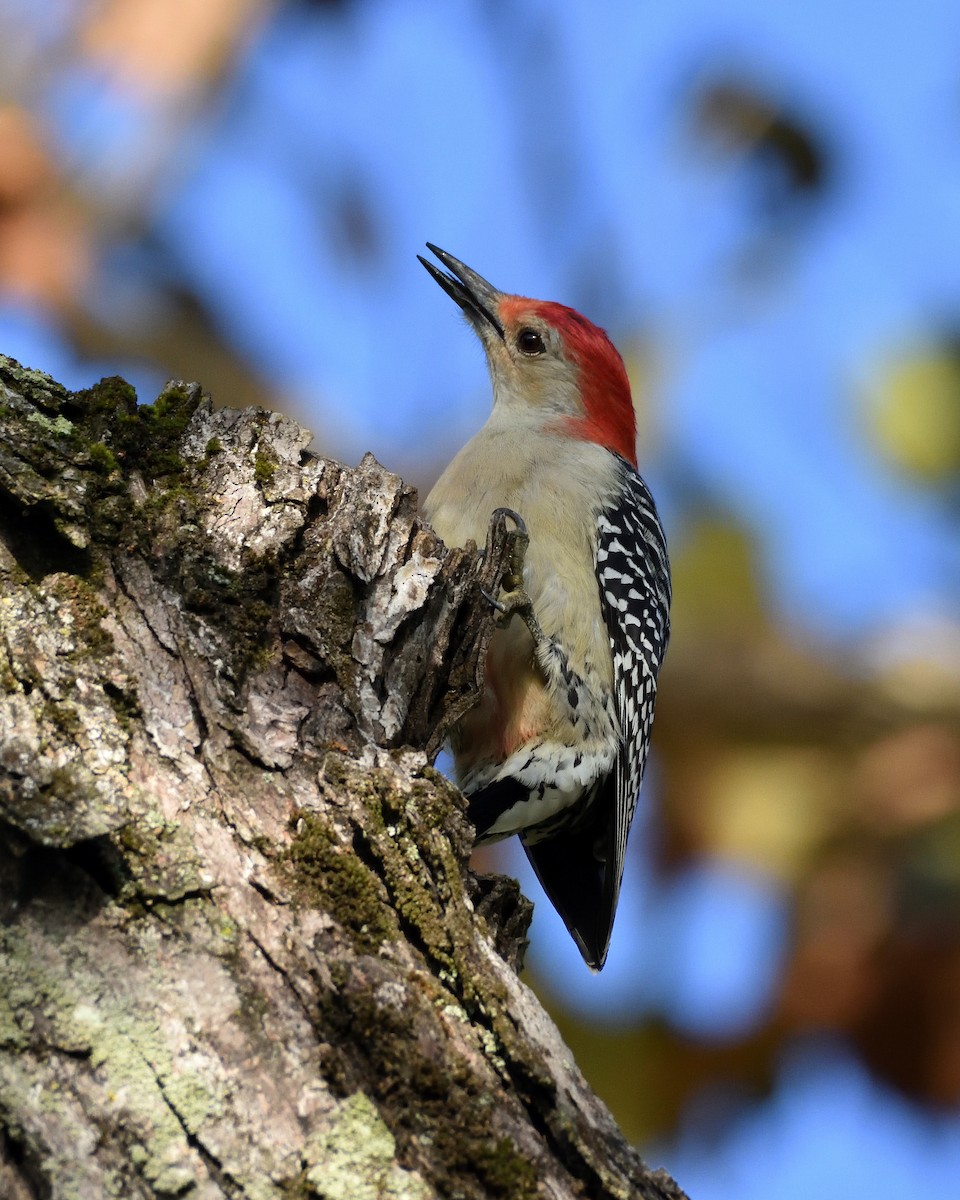 Red-bellied Woodpecker - ML642768861