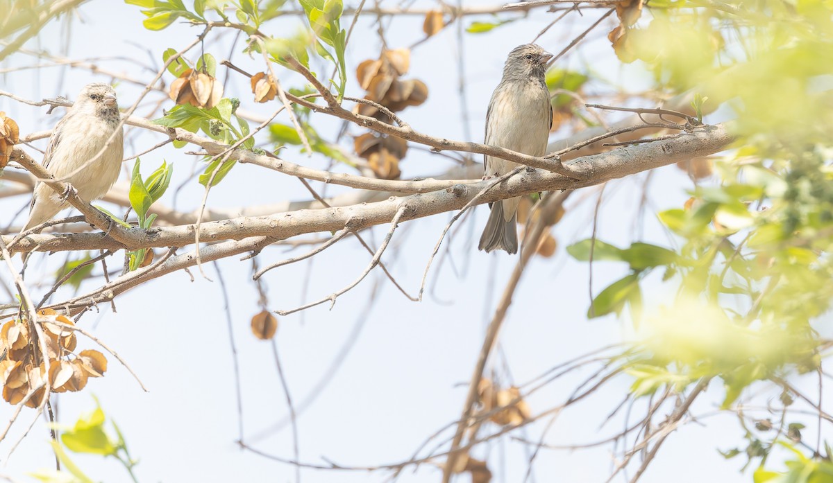 Black-throated Canary - ML642768864