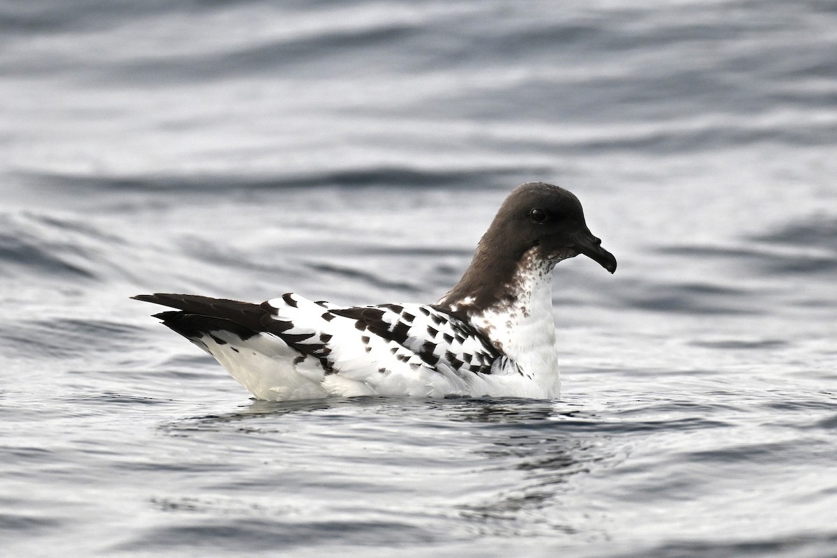 Pintado Petrel - ML642768867