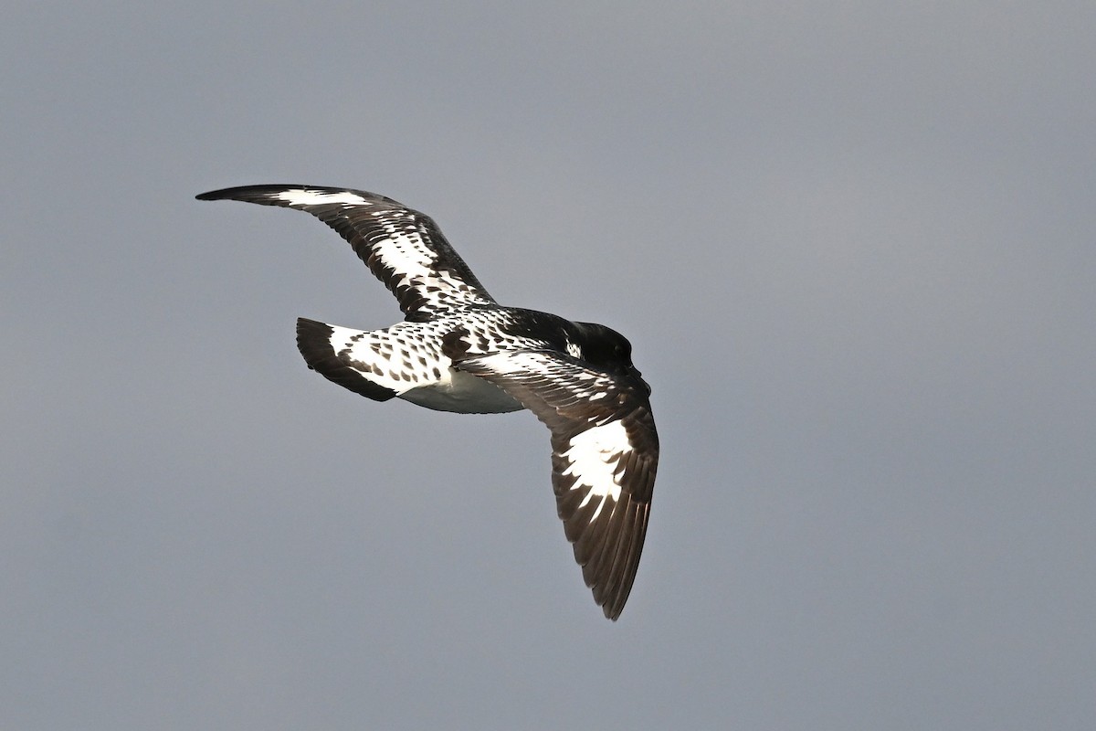 Pintado Petrel - ML642768868