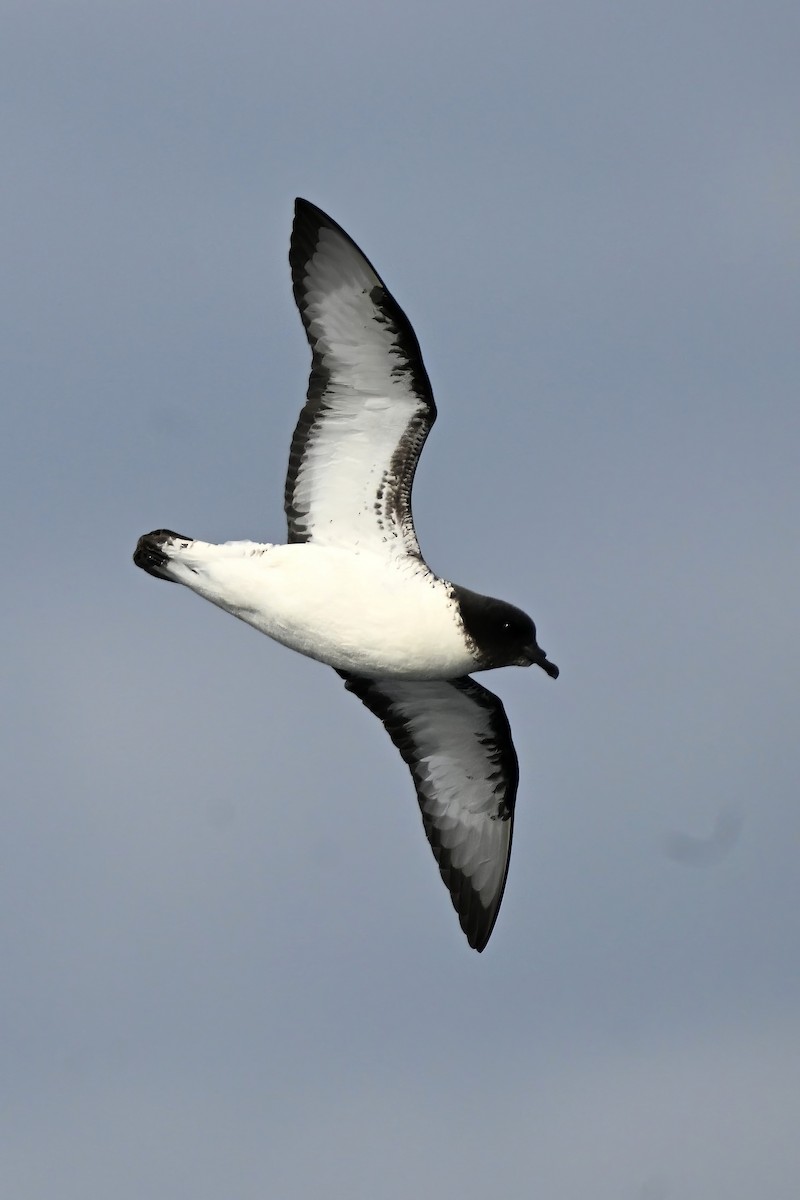 Pintado Petrel - ML642768869