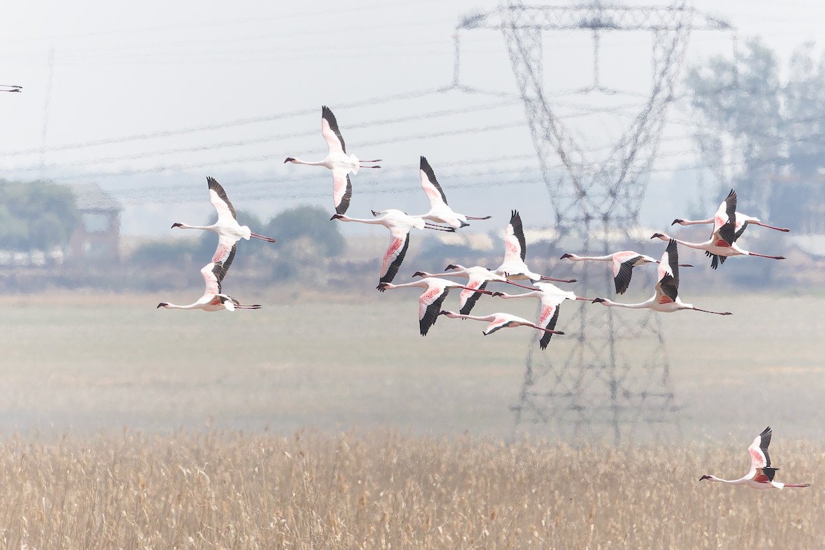 Lesser Flamingo - ML642768875