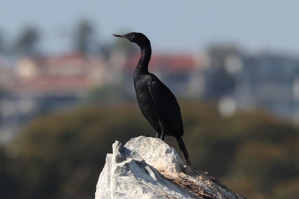 Pelagic Cormorant - ML642768879