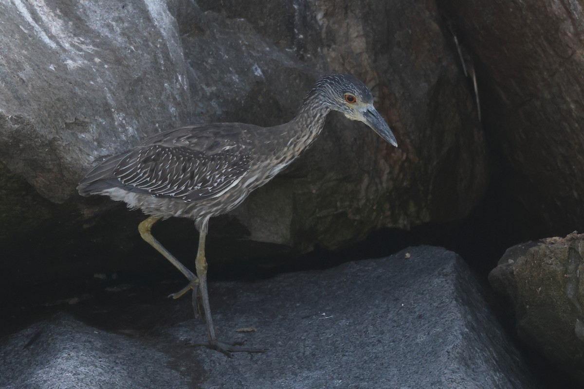 Yellow-crowned Night Heron - ML642768893