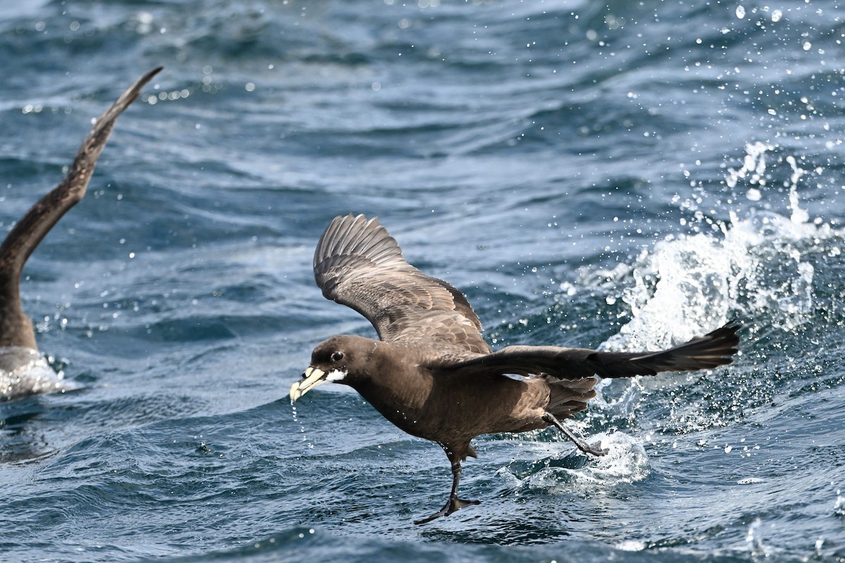 White-chinned Petrel - ML642768897