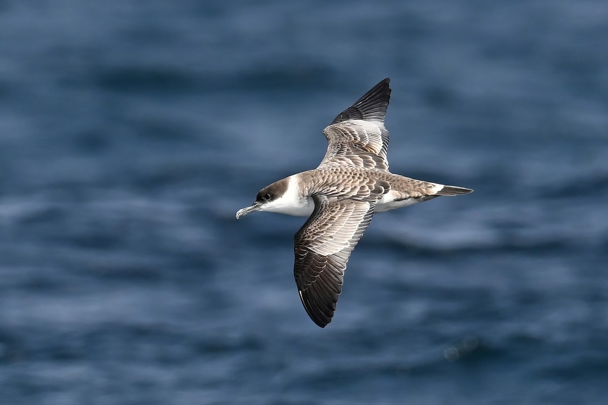 Great Shearwater - ML642768911
