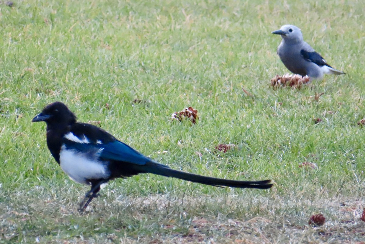 Clark's Nutcracker - ML642768920