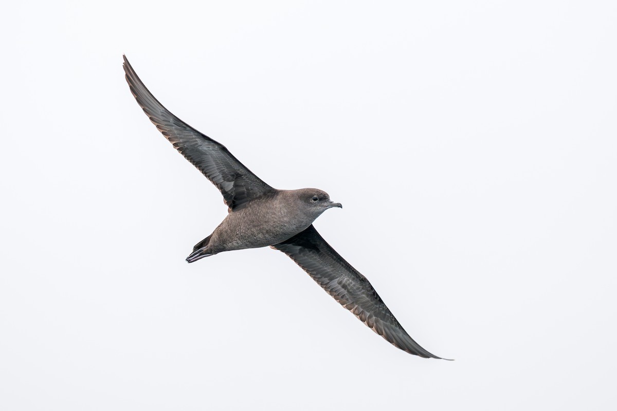 Short-tailed Shearwater - ML642768928
