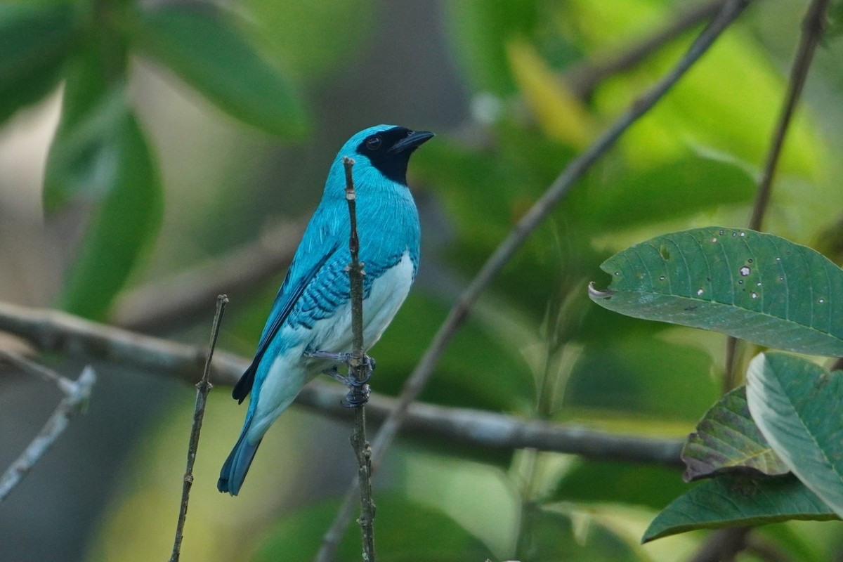 Swallow Tanager - ML642768965
