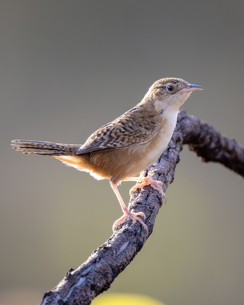 Grass Wren - ML642768974