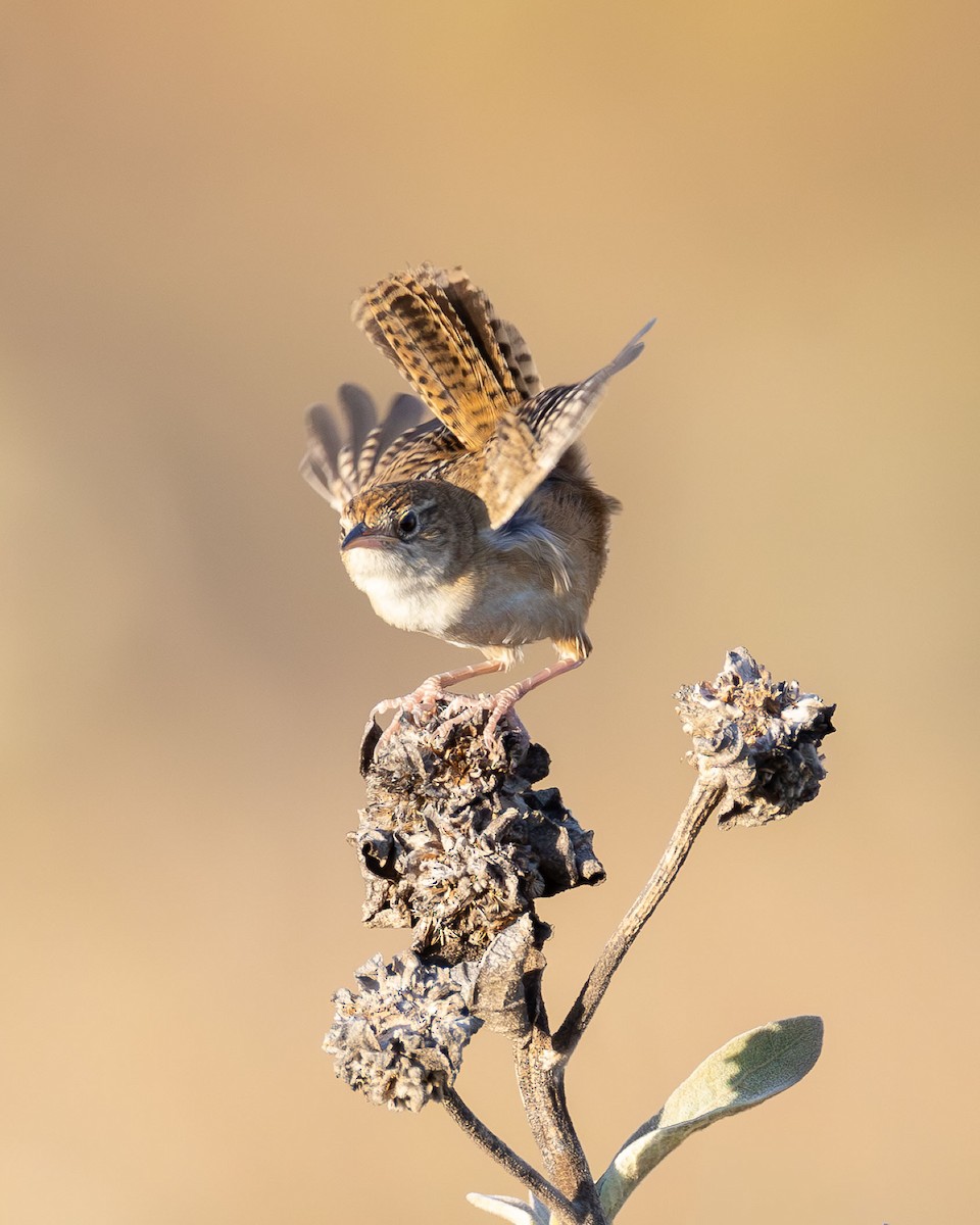 Grass Wren - ML642768978