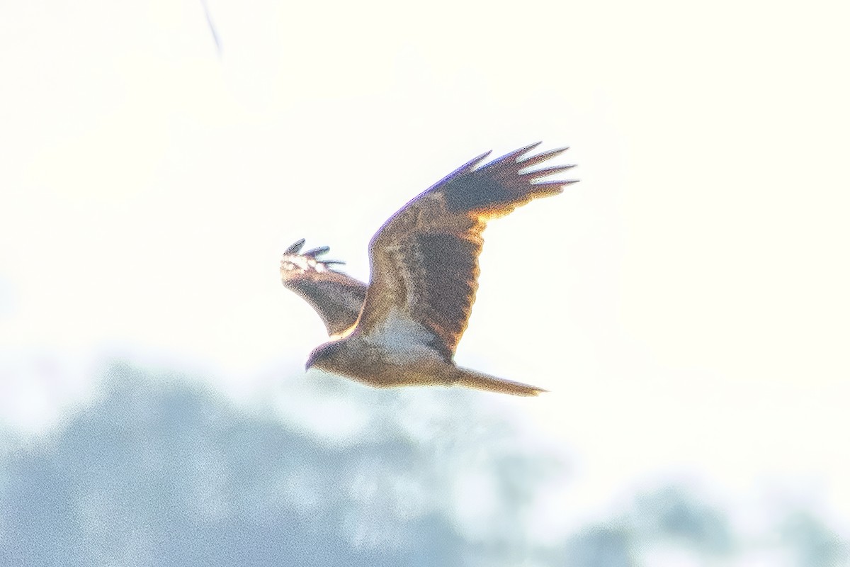 Whistling Kite - ML642768979