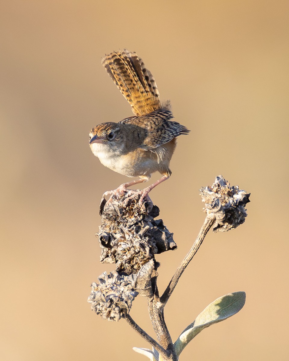 Grass Wren - ML642768986