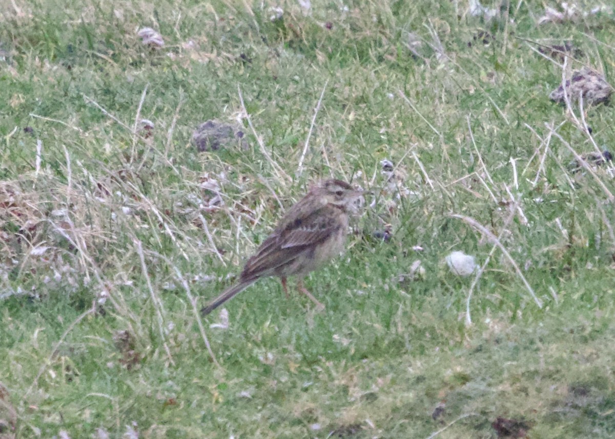 Richard's Pipit - ML642768989