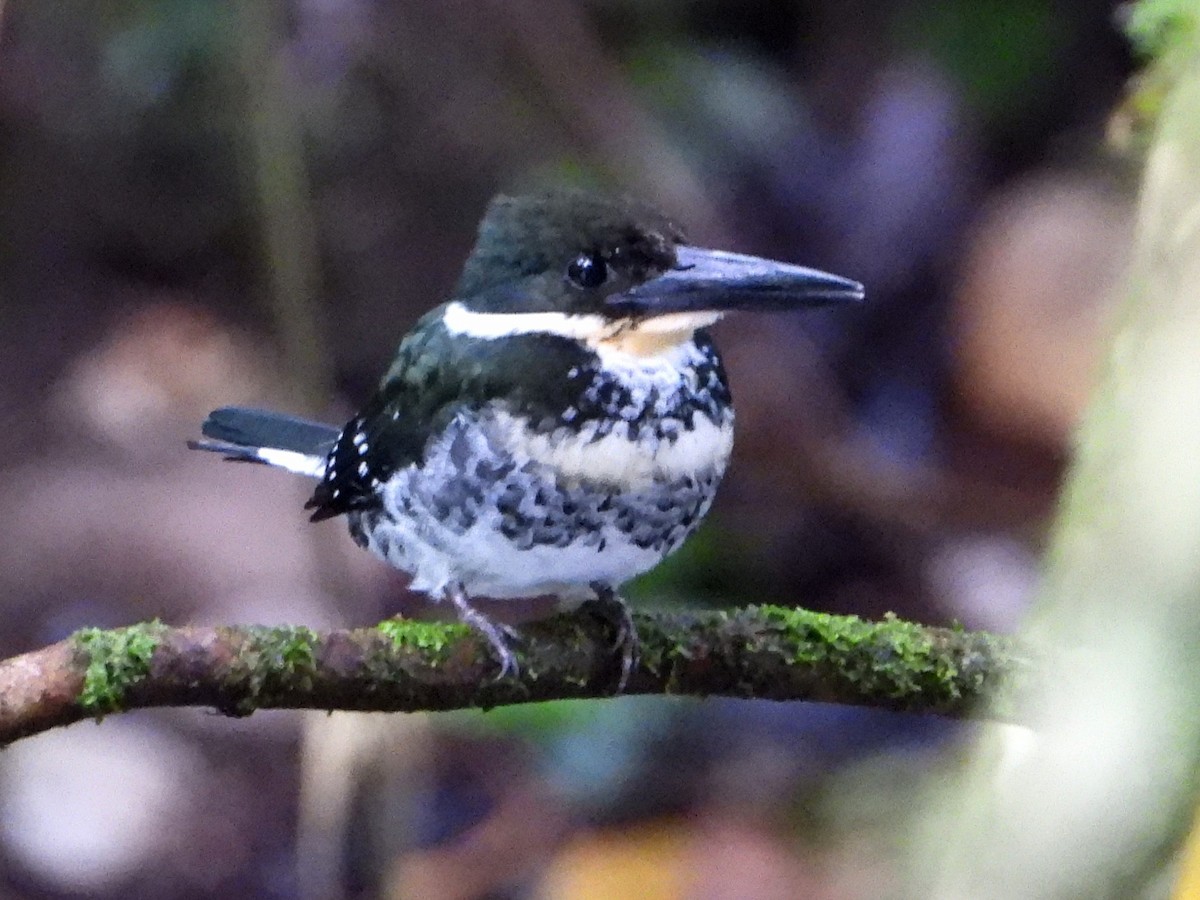 Green Kingfisher - ML642768994