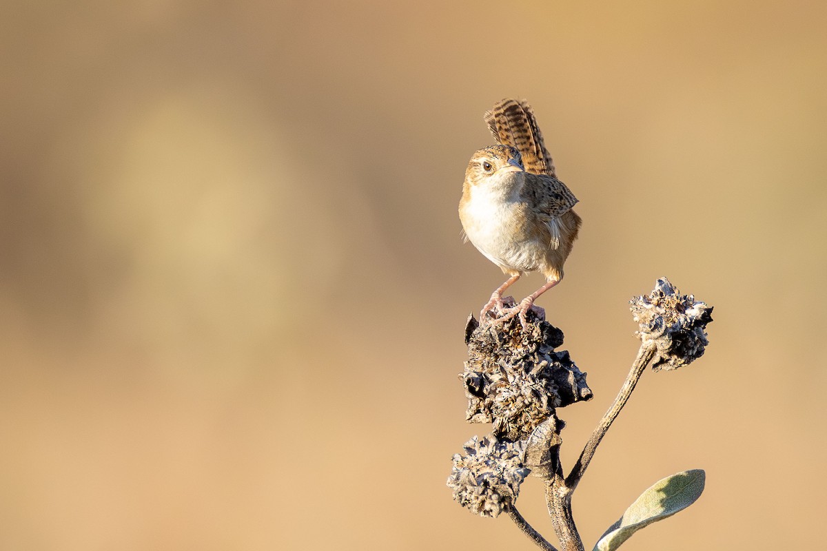 Grass Wren - ML642768995