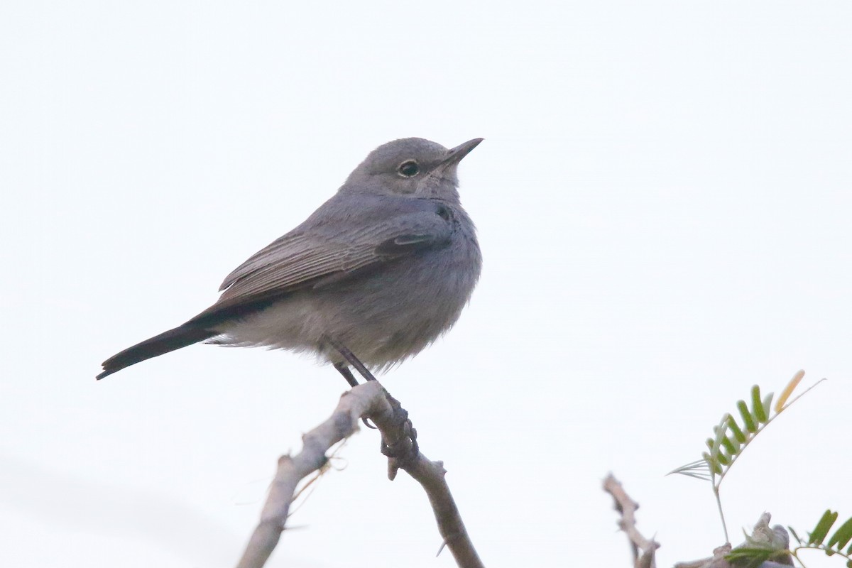 Blackstart - ML642769001