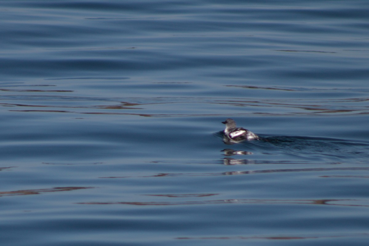 Common Murre - ML642769003