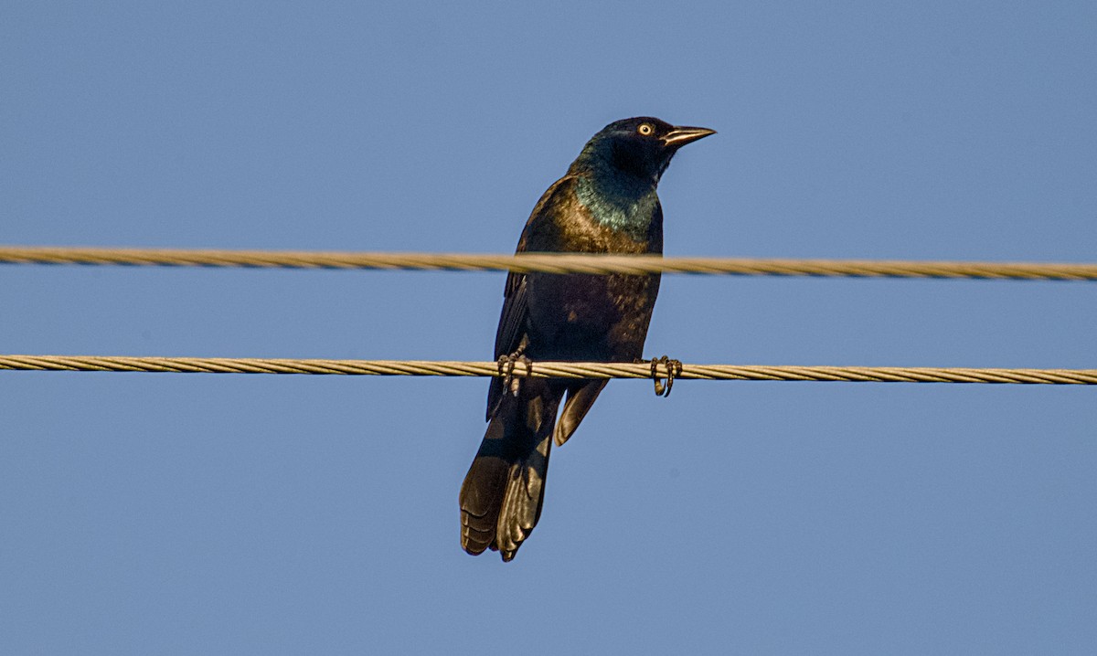 Common Grackle - ML642769048