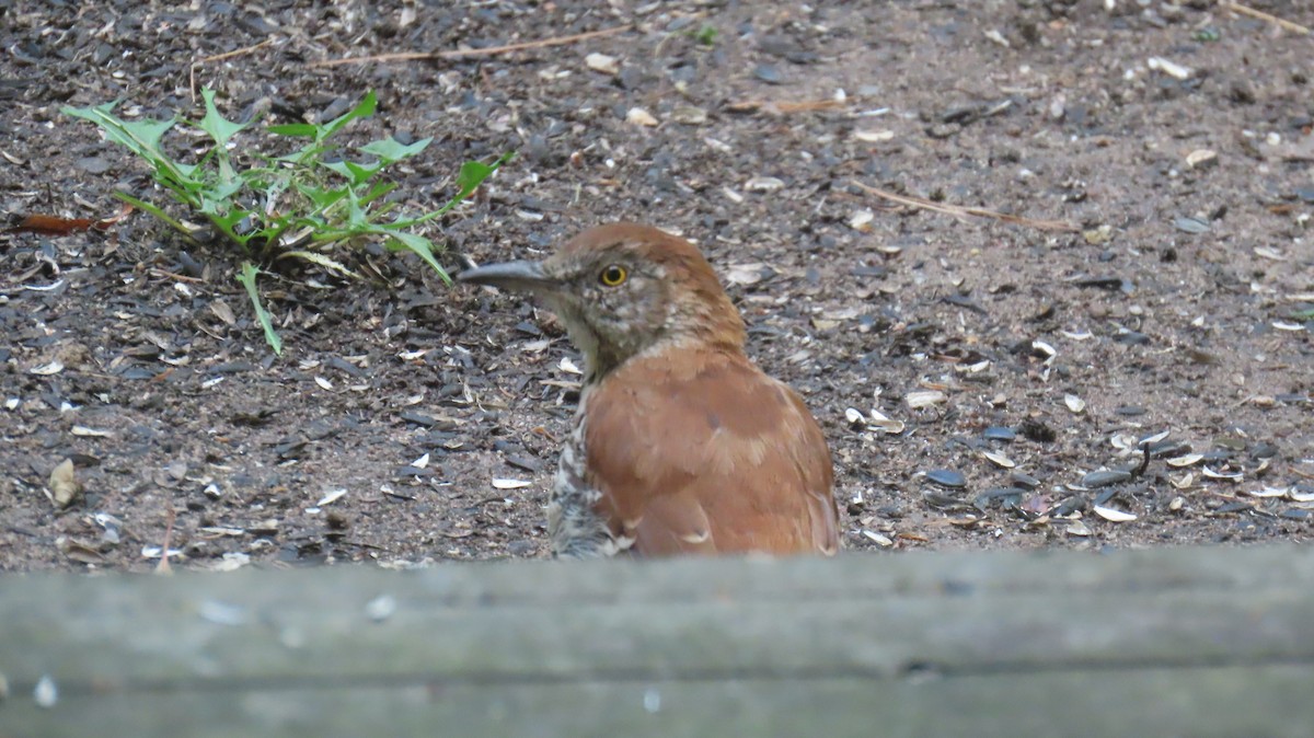 Brown Thrasher - ML642769053