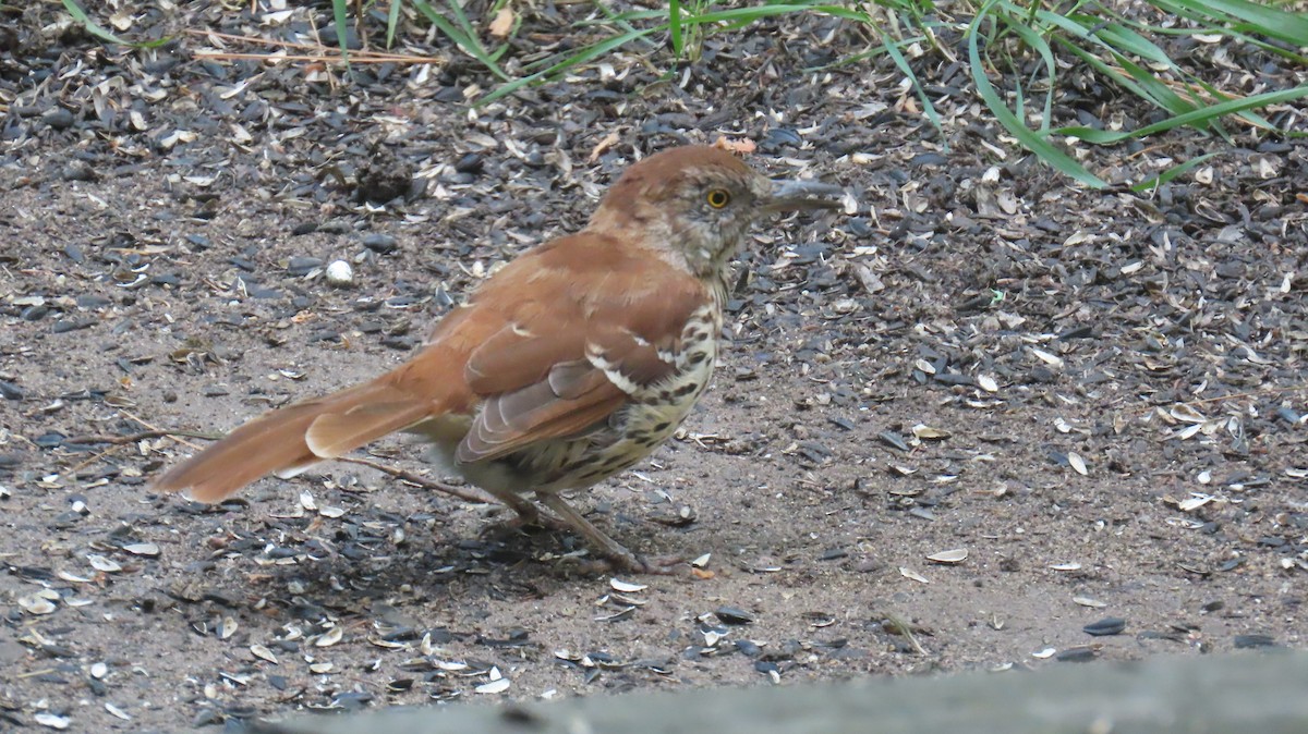 Brown Thrasher - ML642769055